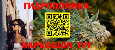 стаф Кингисепп